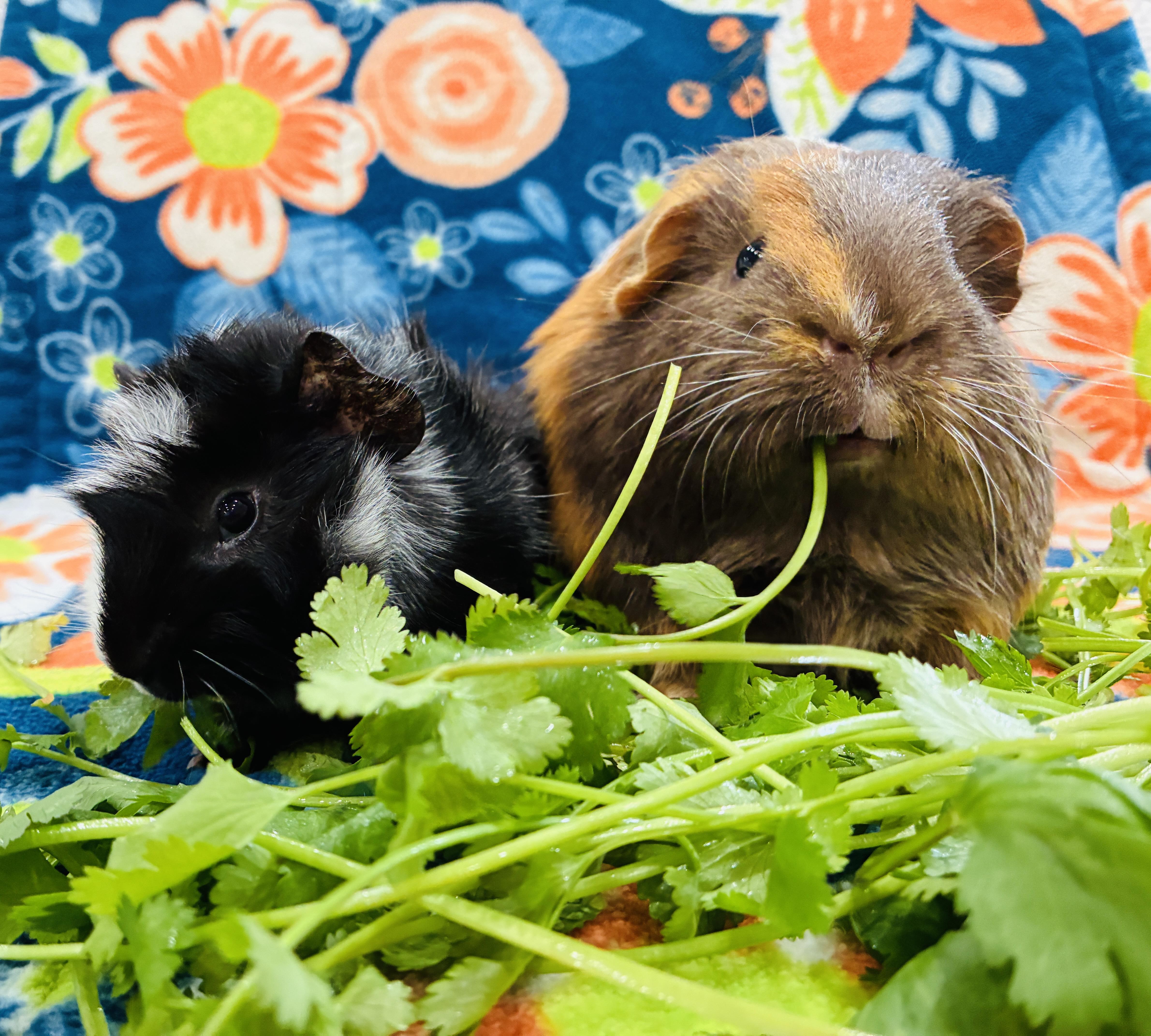 Enlarge Big Bubba & Baby Beau, a ADOPTABLE Guinea Pig in long beach, CA image 3/5