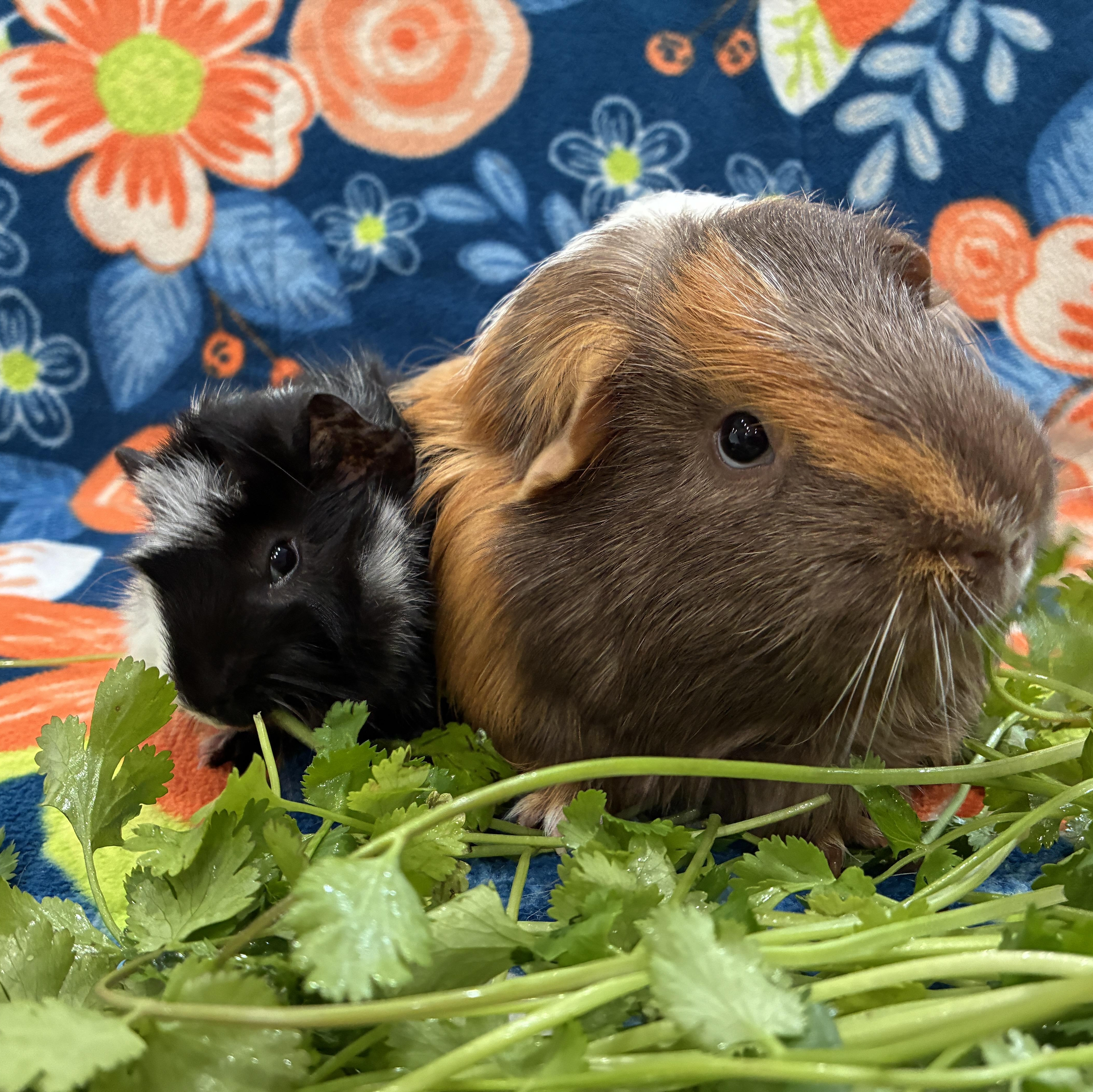 Enlarge Big Bubba & Baby Beau, a ADOPTABLE Guinea Pig in long beach, CA image 2/5