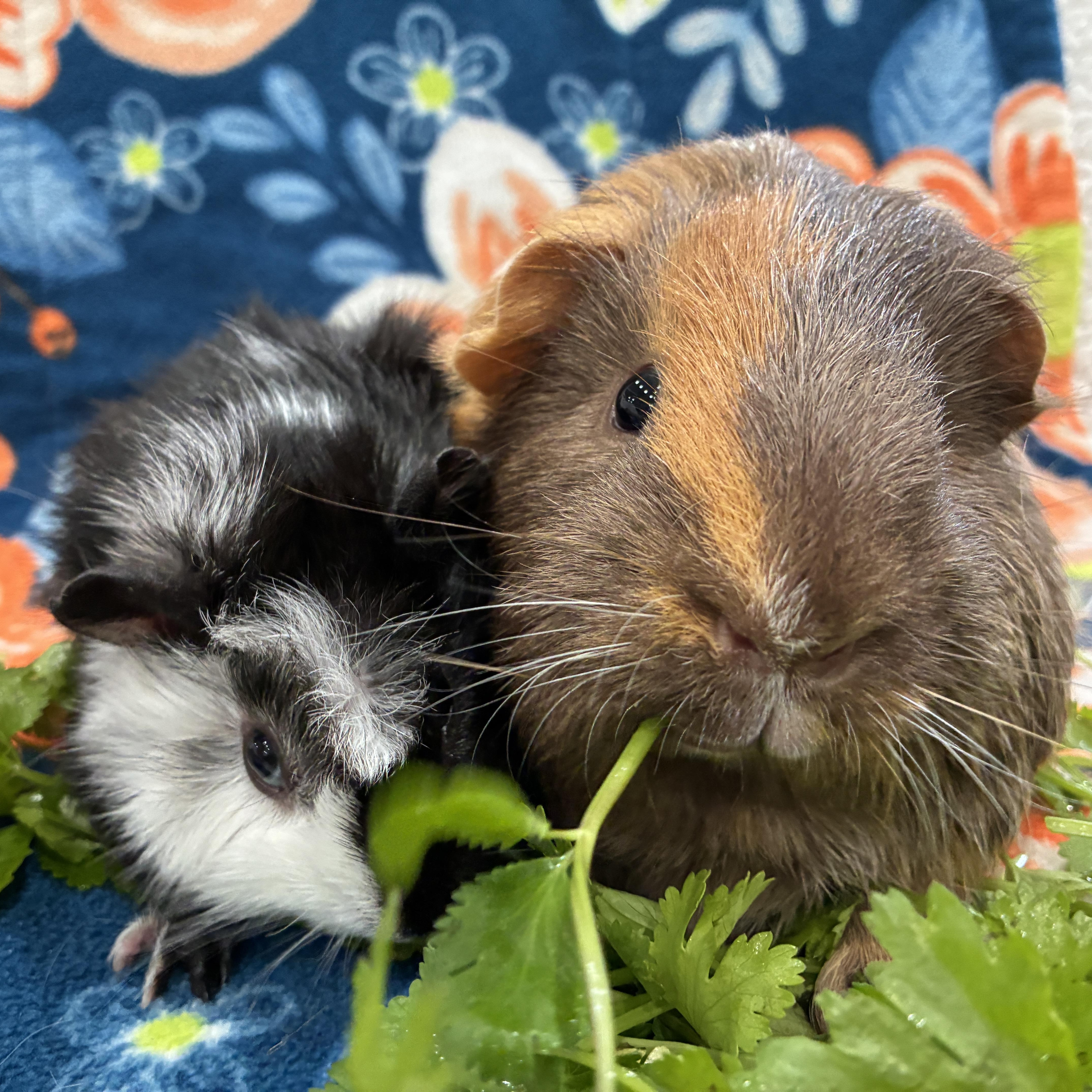 Enlarge Big Bubba & Baby Beau, a ADOPTABLE Guinea Pig in long beach, CA image 5/5