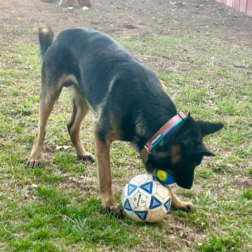 PASCHA, a Adoptable German Shepherd Dog in Murrieta, CA image 2/5