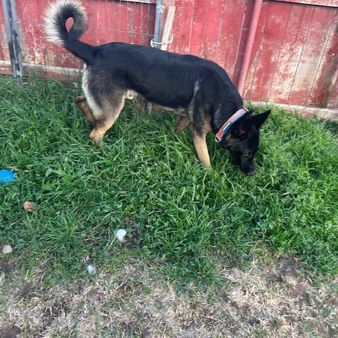 PASCHA, a Adoptable German Shepherd Dog in Murrieta, CA image 5/5