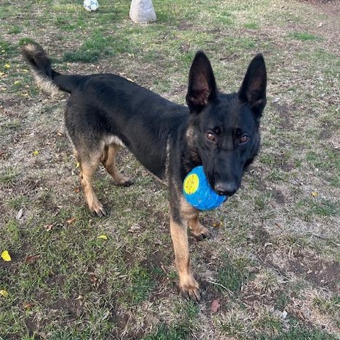 PASCHA, a Adoptable German Shepherd Dog in Murrieta, CA image 4/5