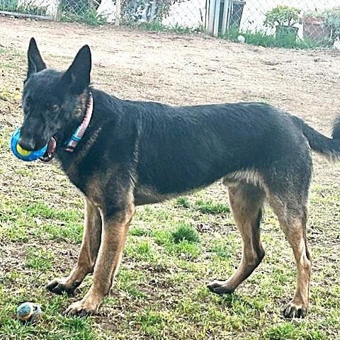 PASCHA, a Adoptable German Shepherd Dog in Murrieta, CA image 3/5