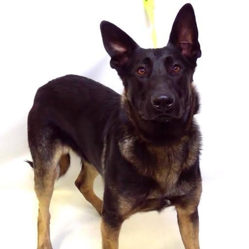 PASCHA, Adoptable, Young Male German Shepherd Dog.