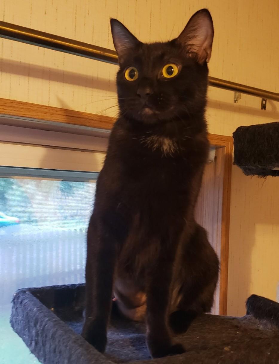 Enlarge Kiwi, a ADOPTABLE Domestic Short Hair in Silverton, OR image 2/3