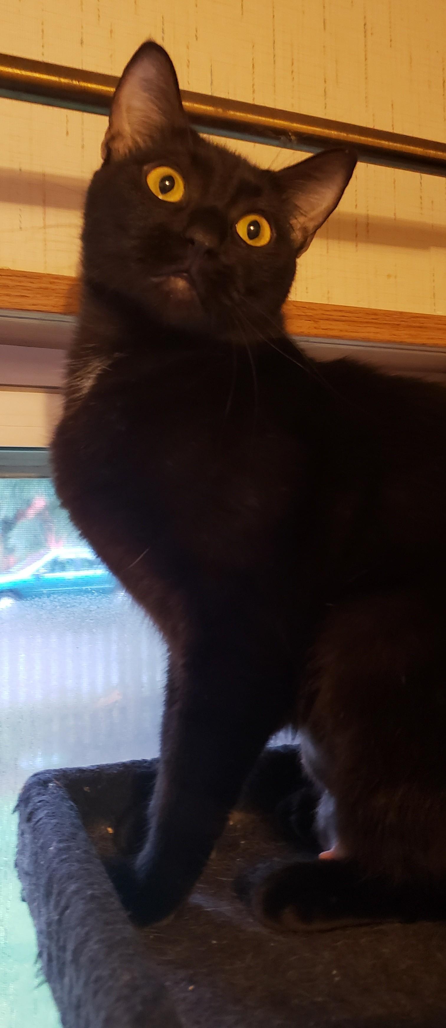 Enlarge Kiwi, a ADOPTABLE Domestic Short Hair in Silverton, OR image 3/3