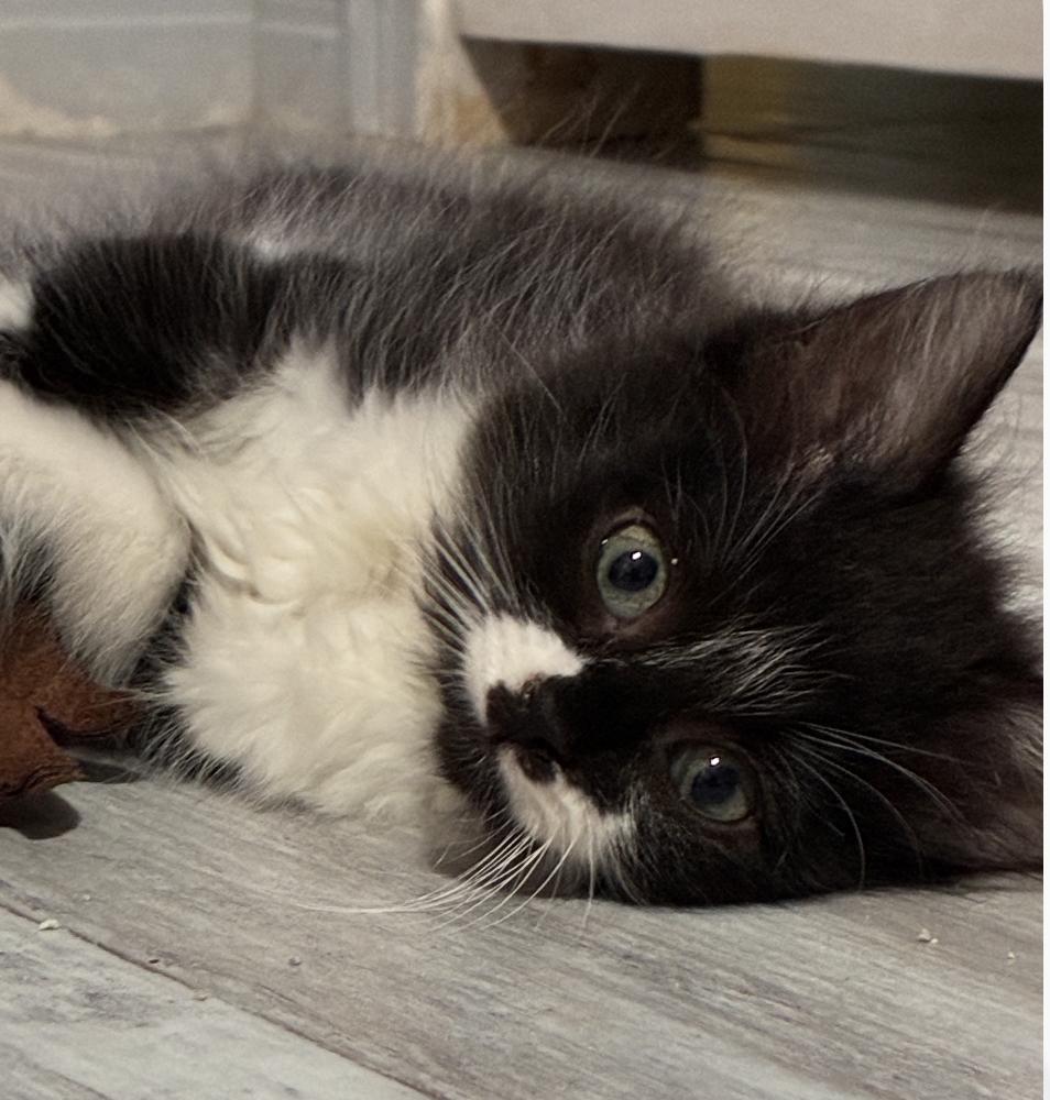 Evie and Jay, adopted, Kitten Male Domestic Medium Hair & Maine Coon.