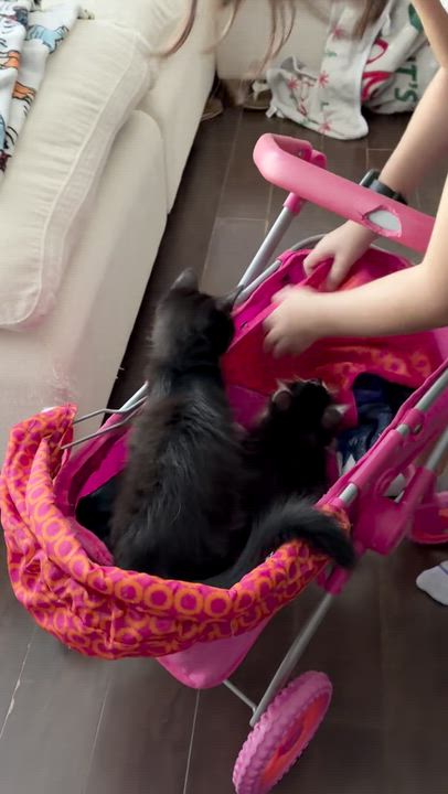 Enlarge Evie and Jay, an adopted mixed breed in Houston, TX video 2/5