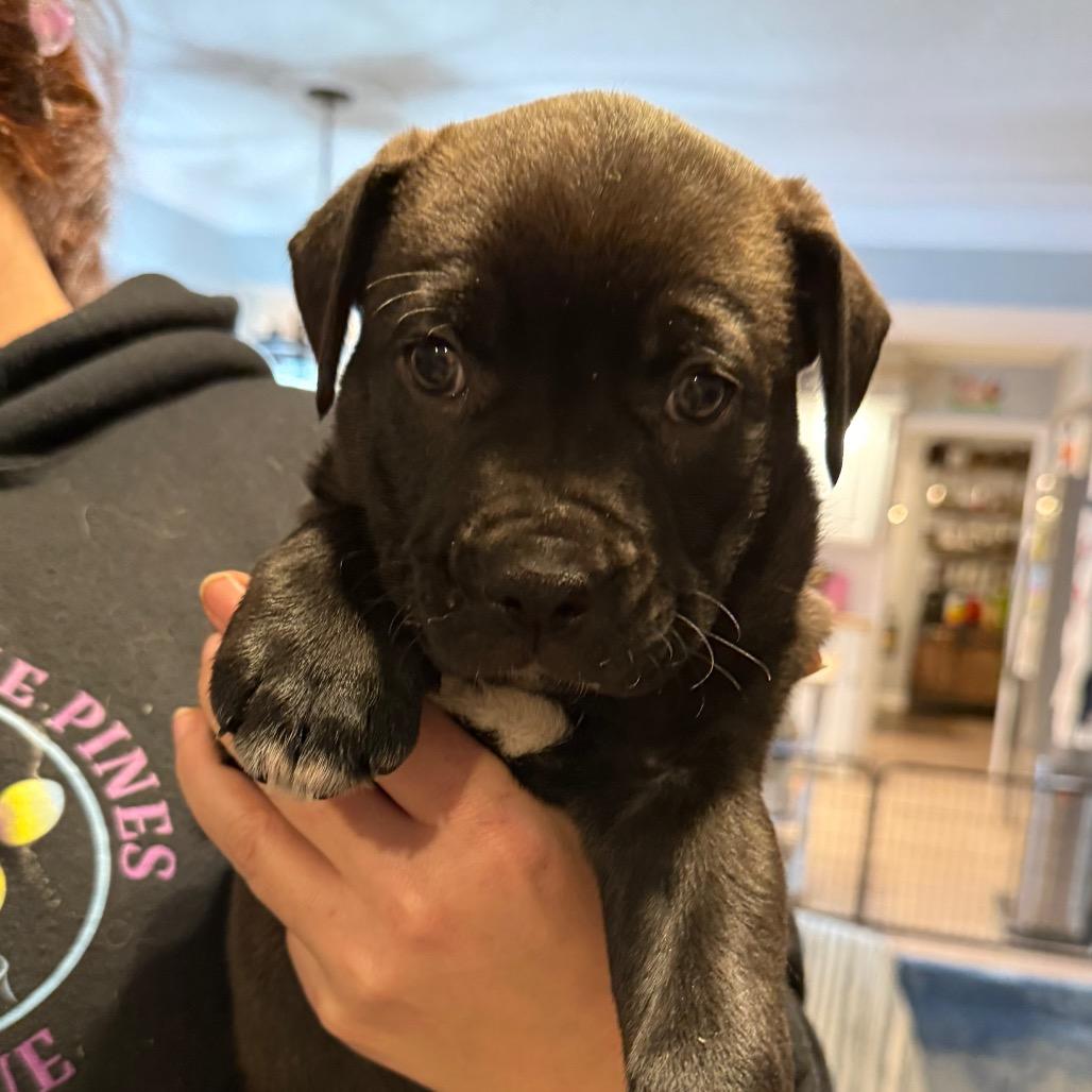 Enlarge Glacier, a Adoptable German Shepherd Dog in Aberdeen, NC image 2/6