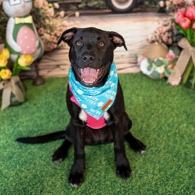 Enlarge Glacier, a Adoptable German Shepherd Dog in Aberdeen, NC image 4/6