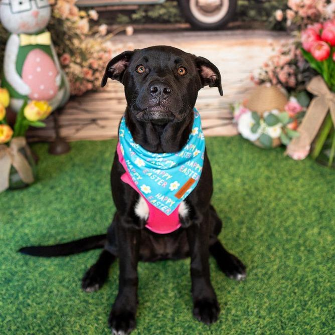 Enlarge Glacier, a Adoptable German Shepherd Dog in Aberdeen, NC image 5/6