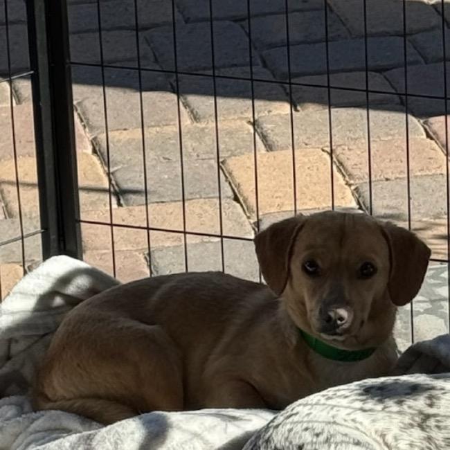 Enlarge DALE, a Adoptable mixed breed in Phoenix, AZ image 1/2