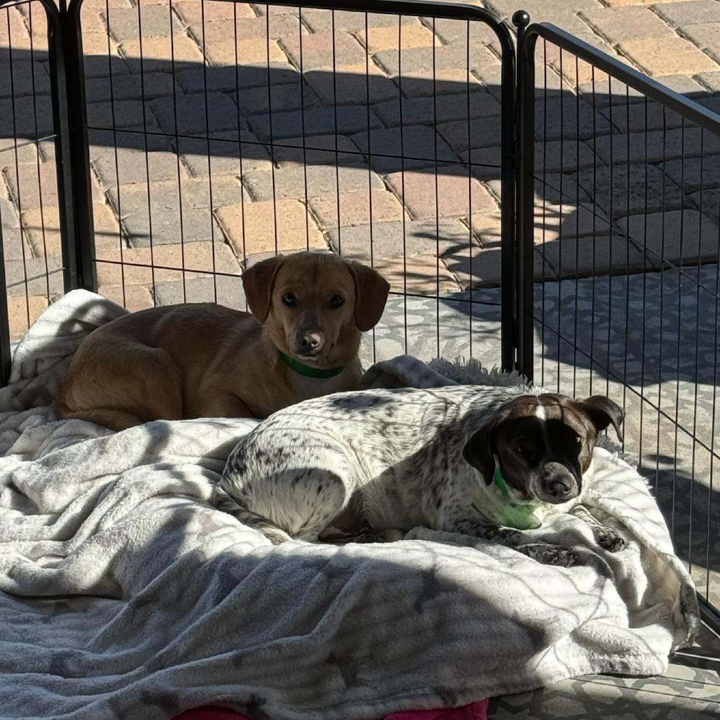 Enlarge DALE, a Adoptable mixed breed in Phoenix, AZ image 2/2