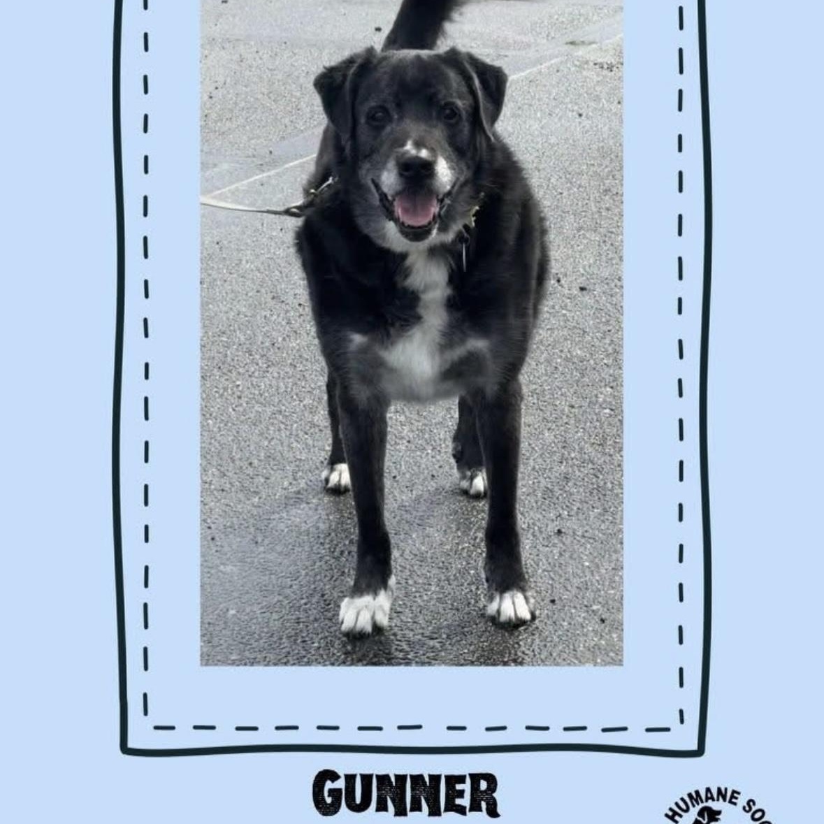 Gunner, Adoptable, Senior Male Great Pyrenees.