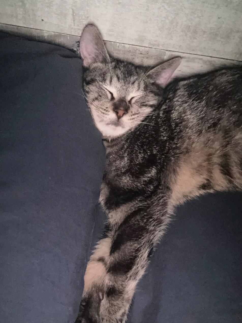 Enlarge Kiara, a Adoptable Domestic Short Hair in Reno, NV image 2/4