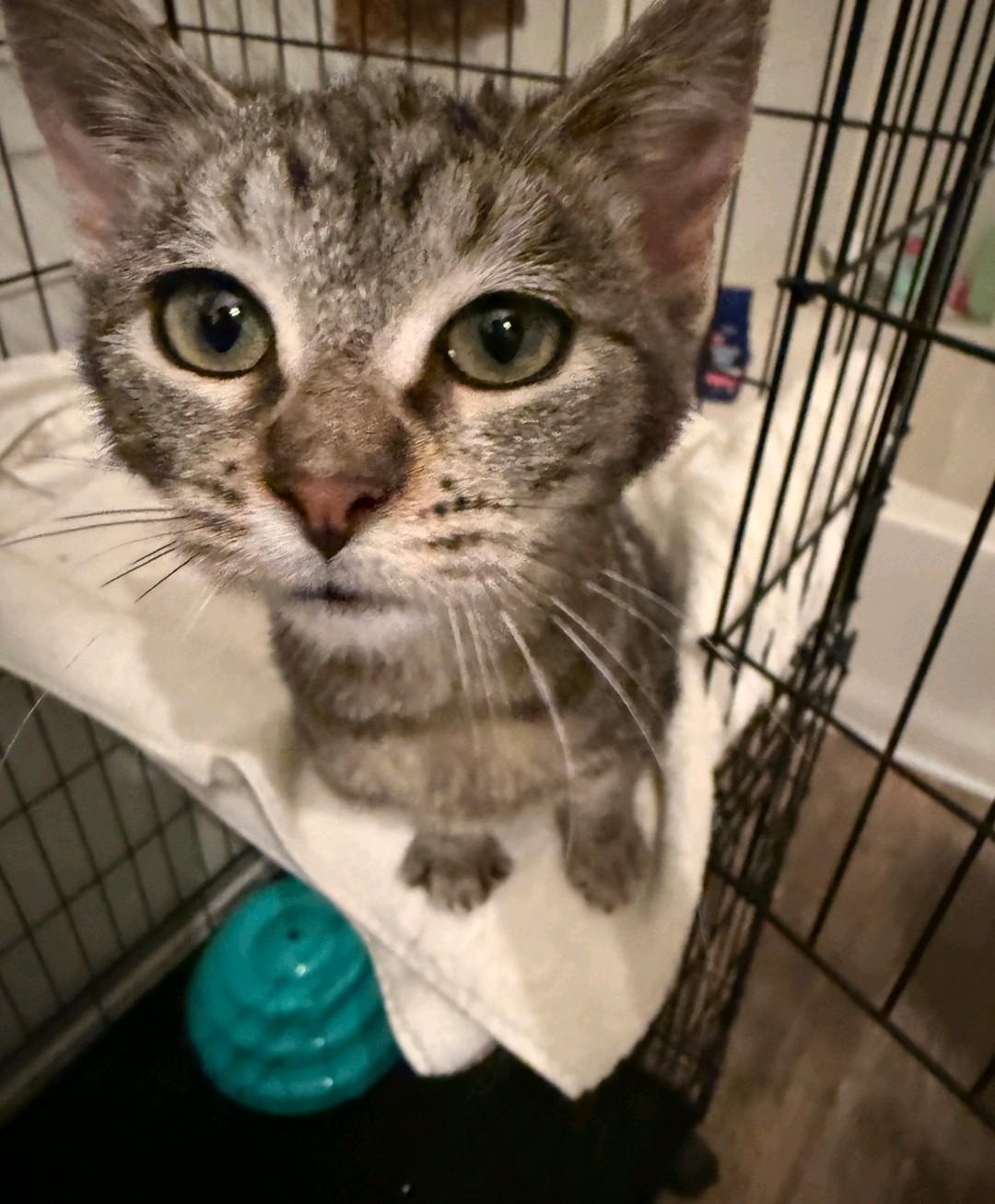 Enlarge Kiara, a Adoptable Domestic Short Hair in Reno, NV image 3/4