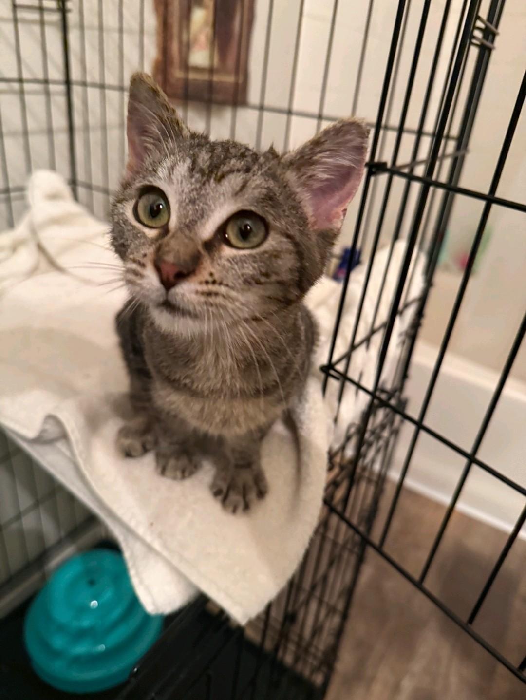 Enlarge Kiara, a Adoptable Domestic Short Hair in Reno, NV image 4/4