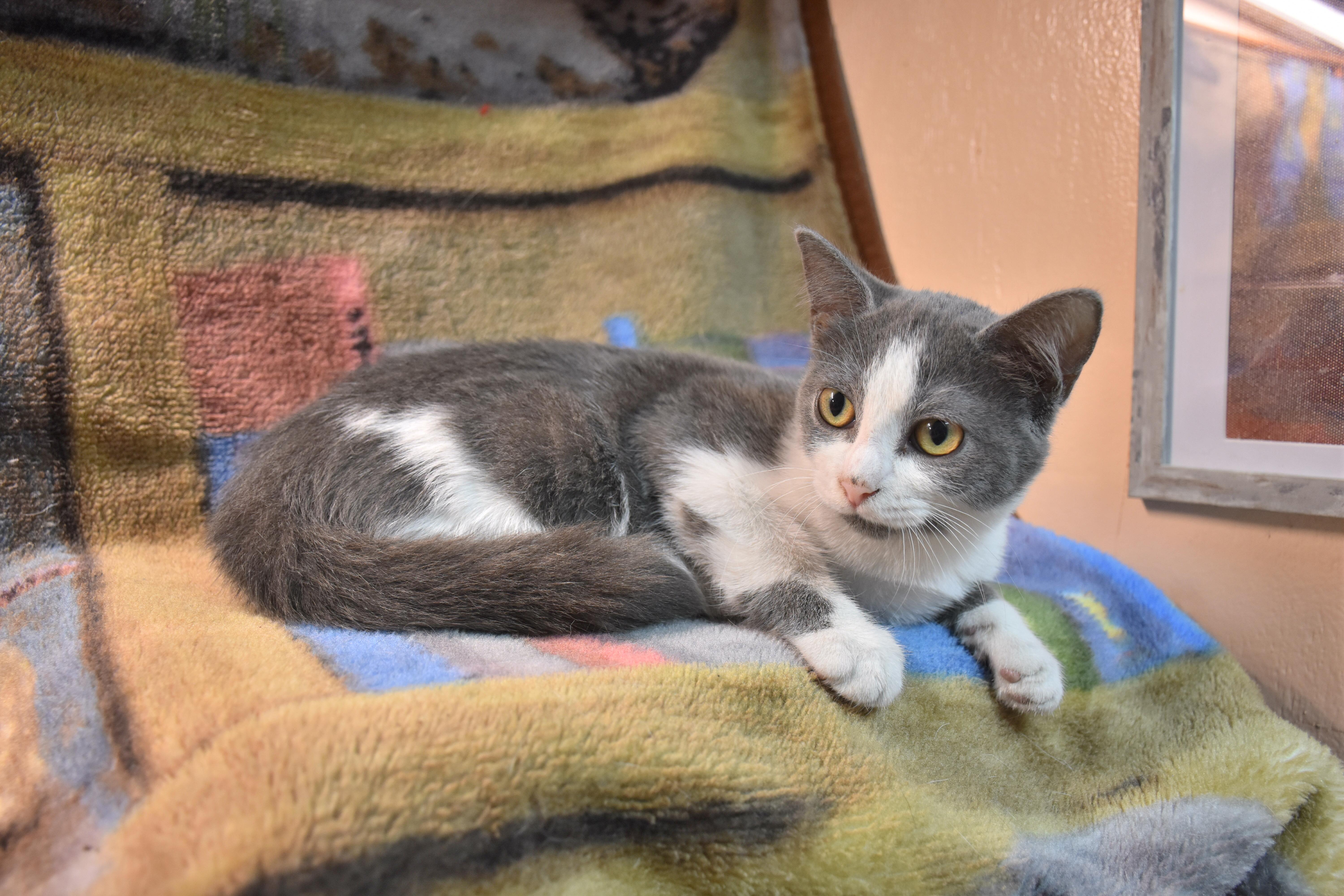 Justice, ADOPTABLE, Kitten Female Domestic Short Hair.