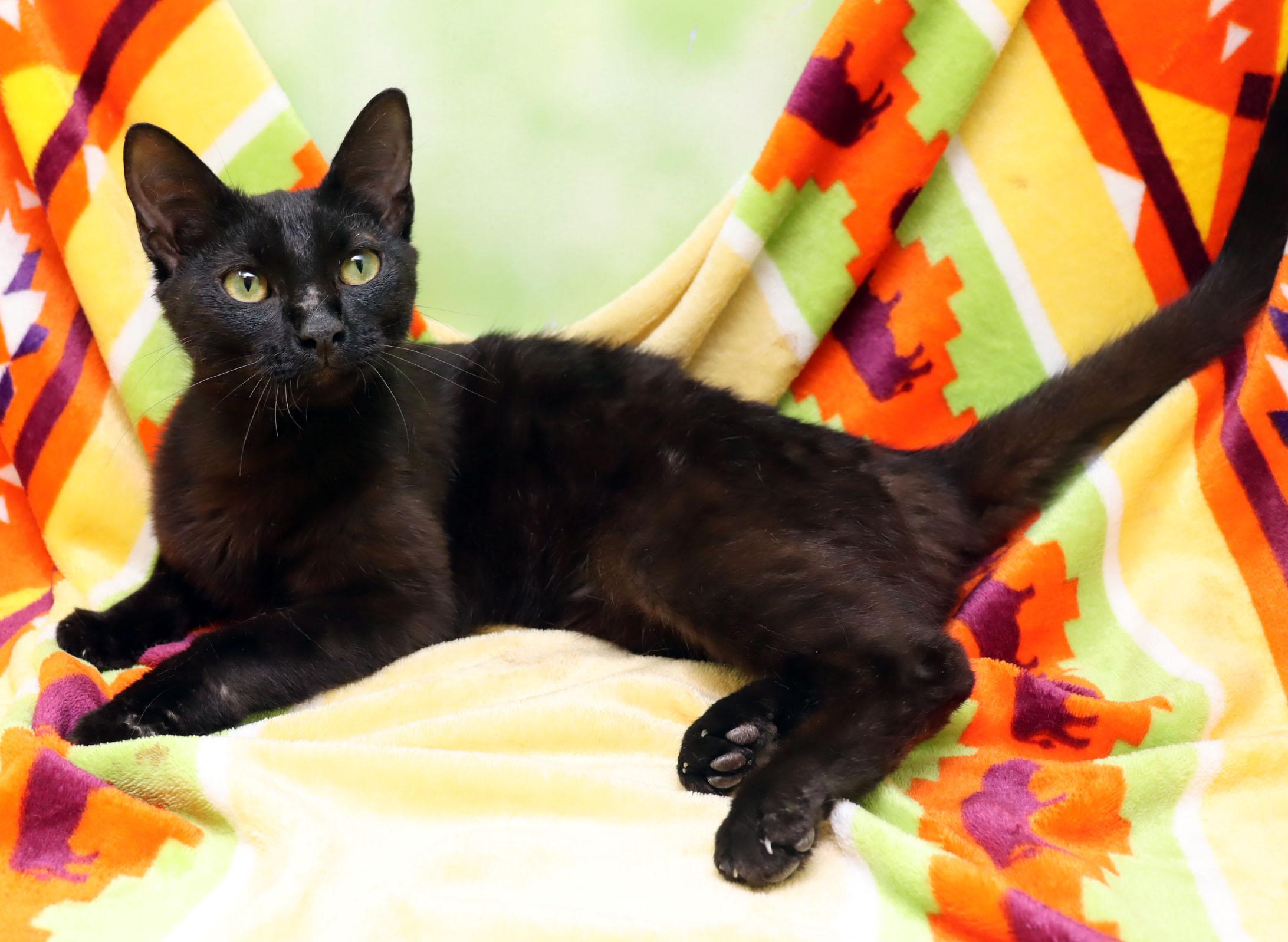 Gus Gus, an adopted Domestic Short Hair in Tierra Verde, FL image 2/3