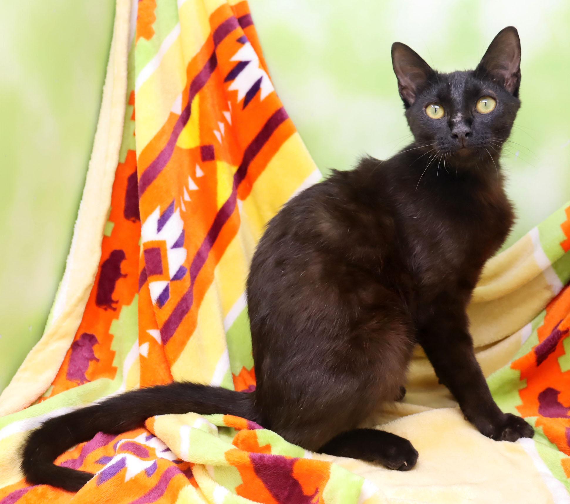Gus Gus, an adopted Domestic Short Hair in Tierra Verde, FL image 3/3