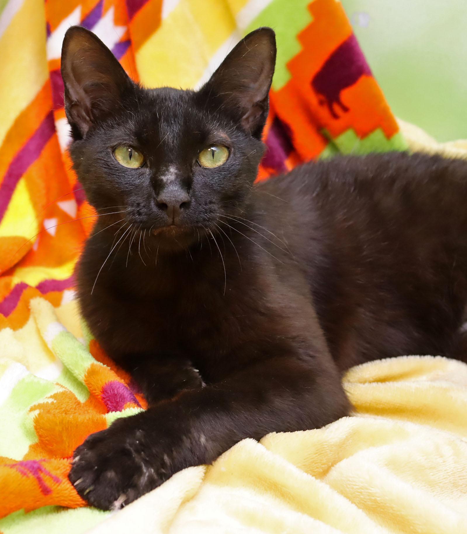Gus Gus, adopted, Young Male Domestic Short Hair.