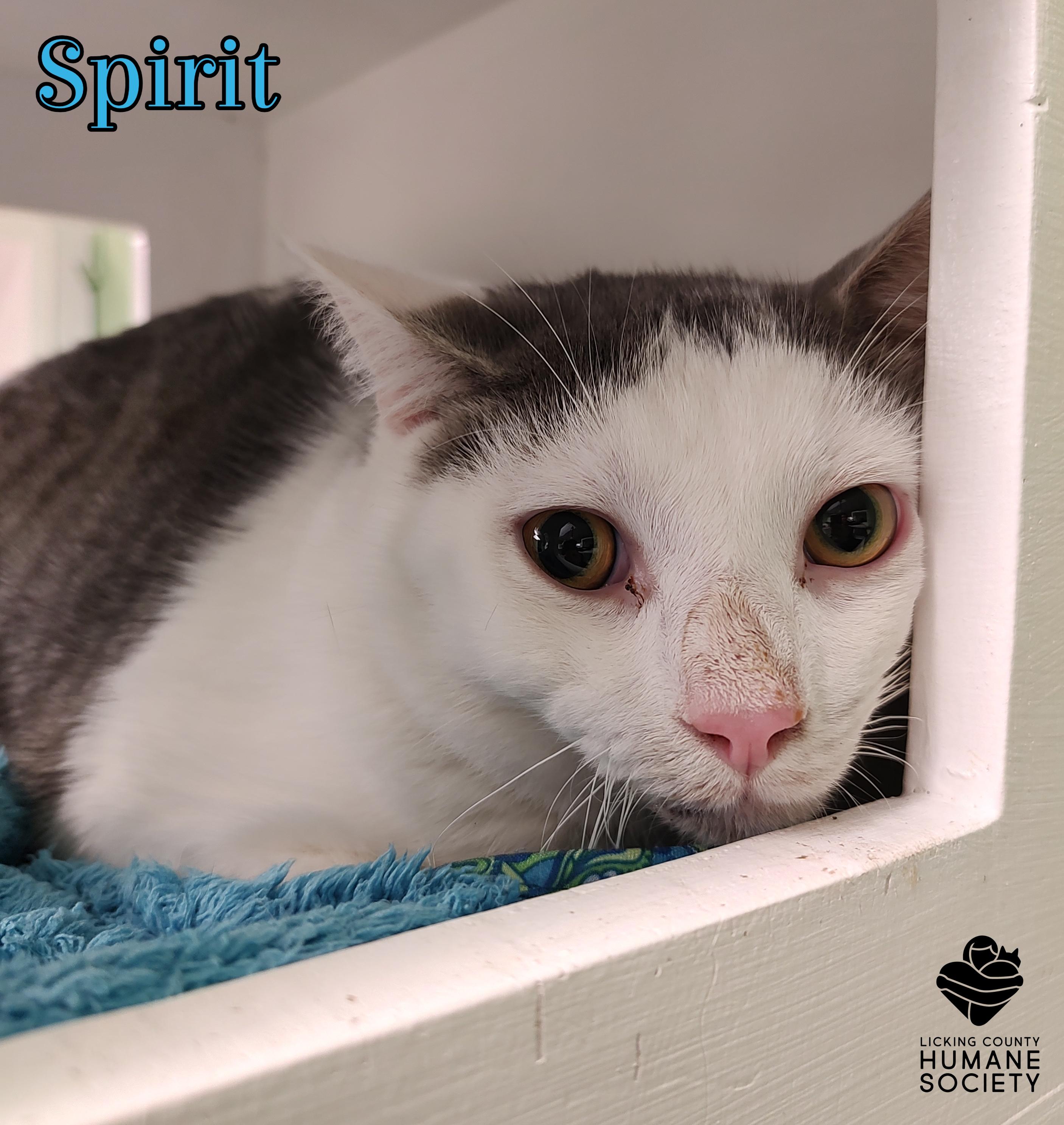 Spirit, Adoptable, Young Male Domestic Short Hair.