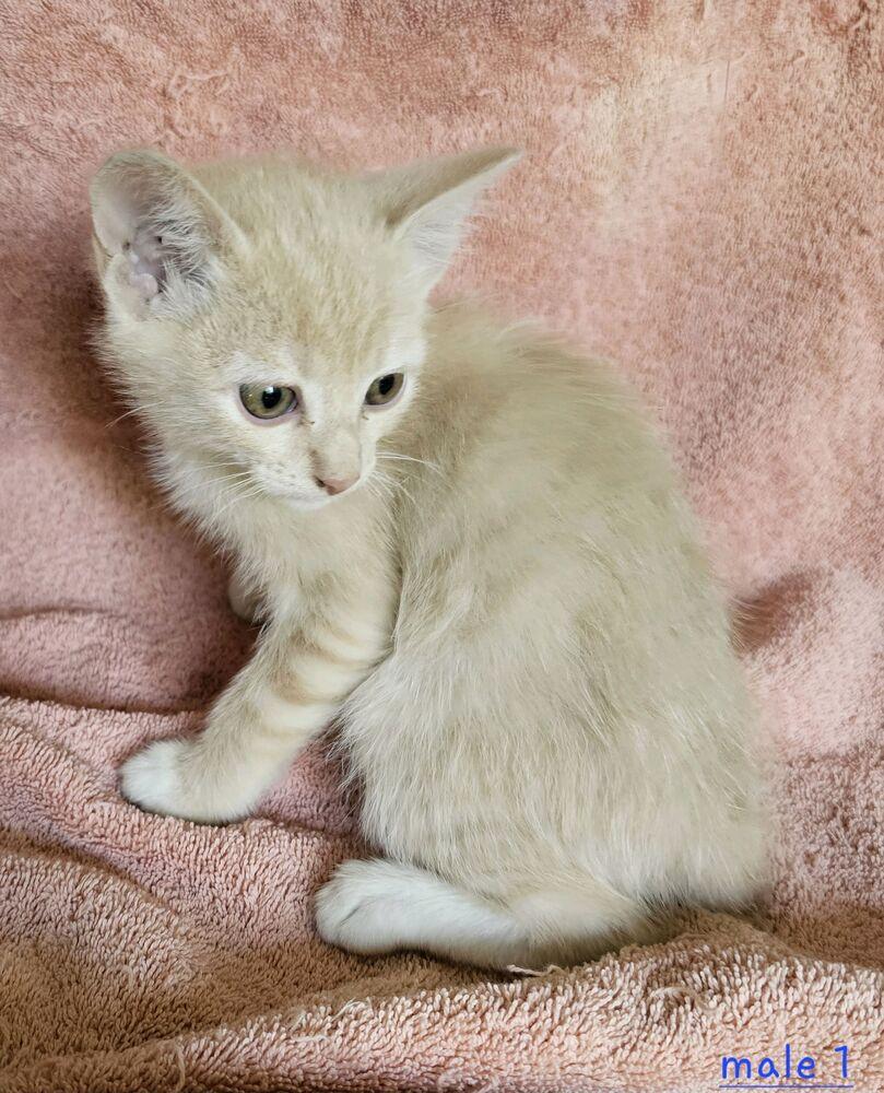 Baby, Adopted, Kitten Male Domestic Short Hair.