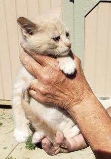 Baby, a Adopted Domestic Short Hair in Jemez Pueblo, NM image 2/2