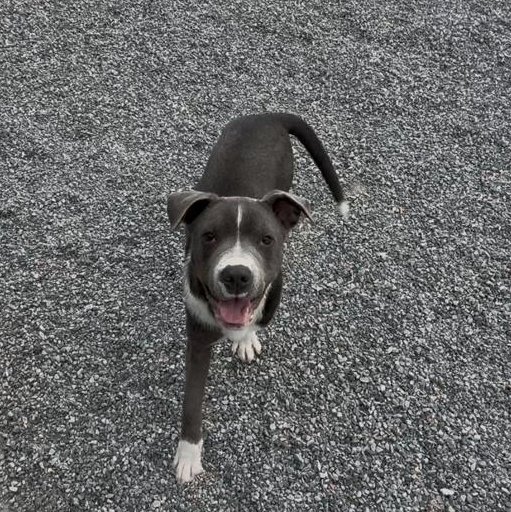 Duke, ADOPTABLE, Young Male Pit Bull Terrier.