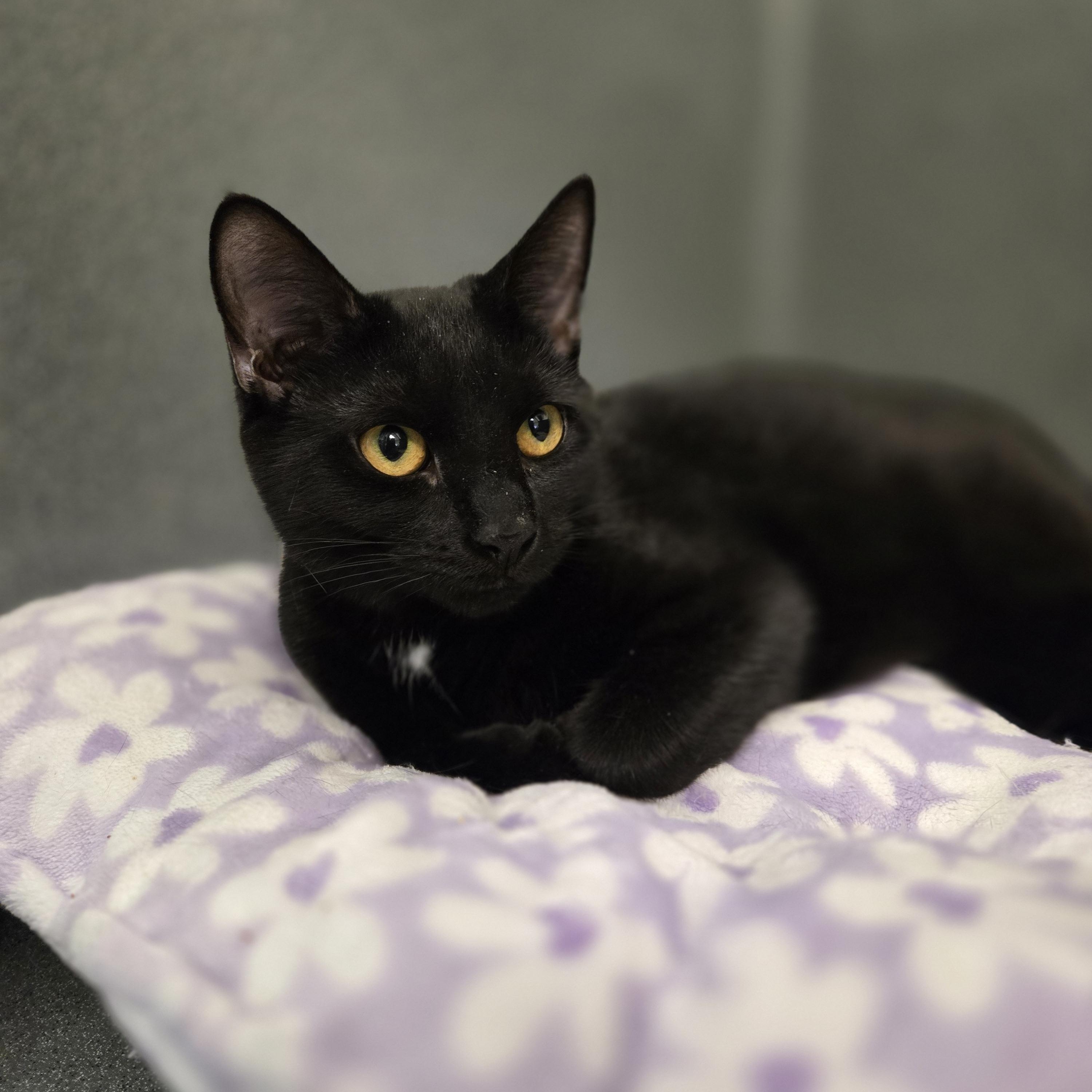 Enlarge Misty, a ADOPTABLE Domestic Short Hair in Paris, ME image 1/2