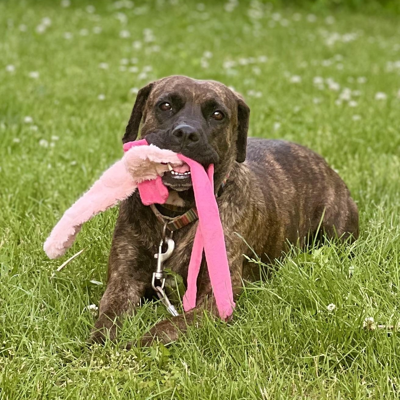 Enlarge Flamingo, a Adoptable mixed breed in Griswold, CT image 4/6