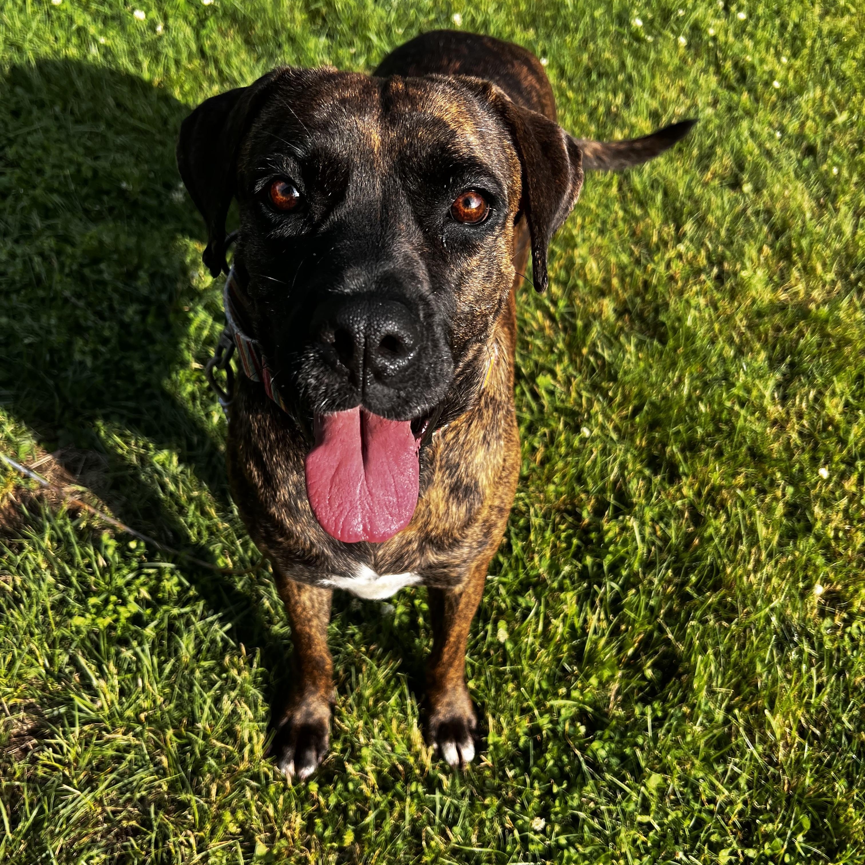 Enlarge Flamingo, a Adoptable mixed breed in Griswold, CT image 3/6