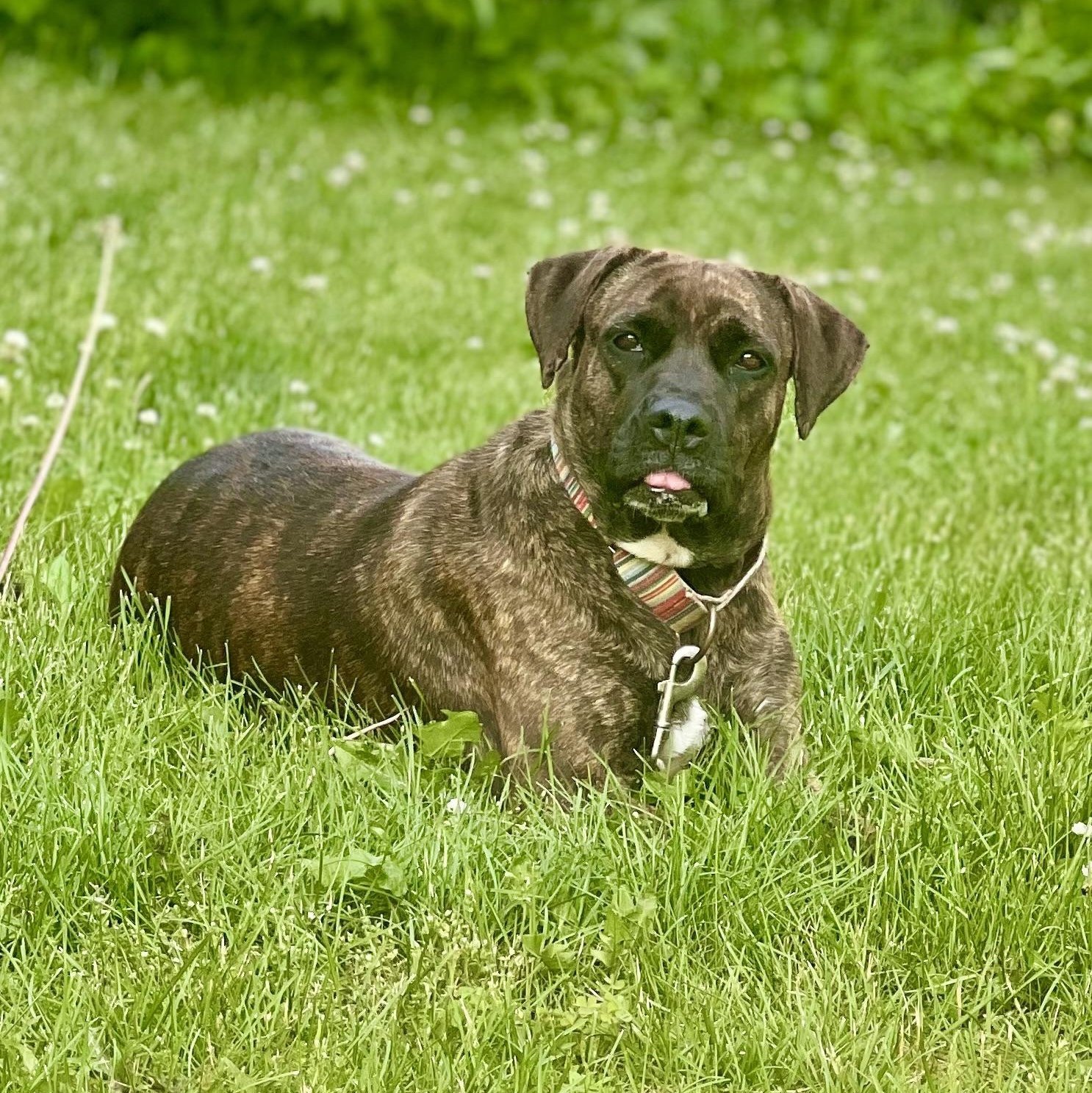 Enlarge Flamingo, a Adoptable mixed breed in Griswold, CT image 5/6