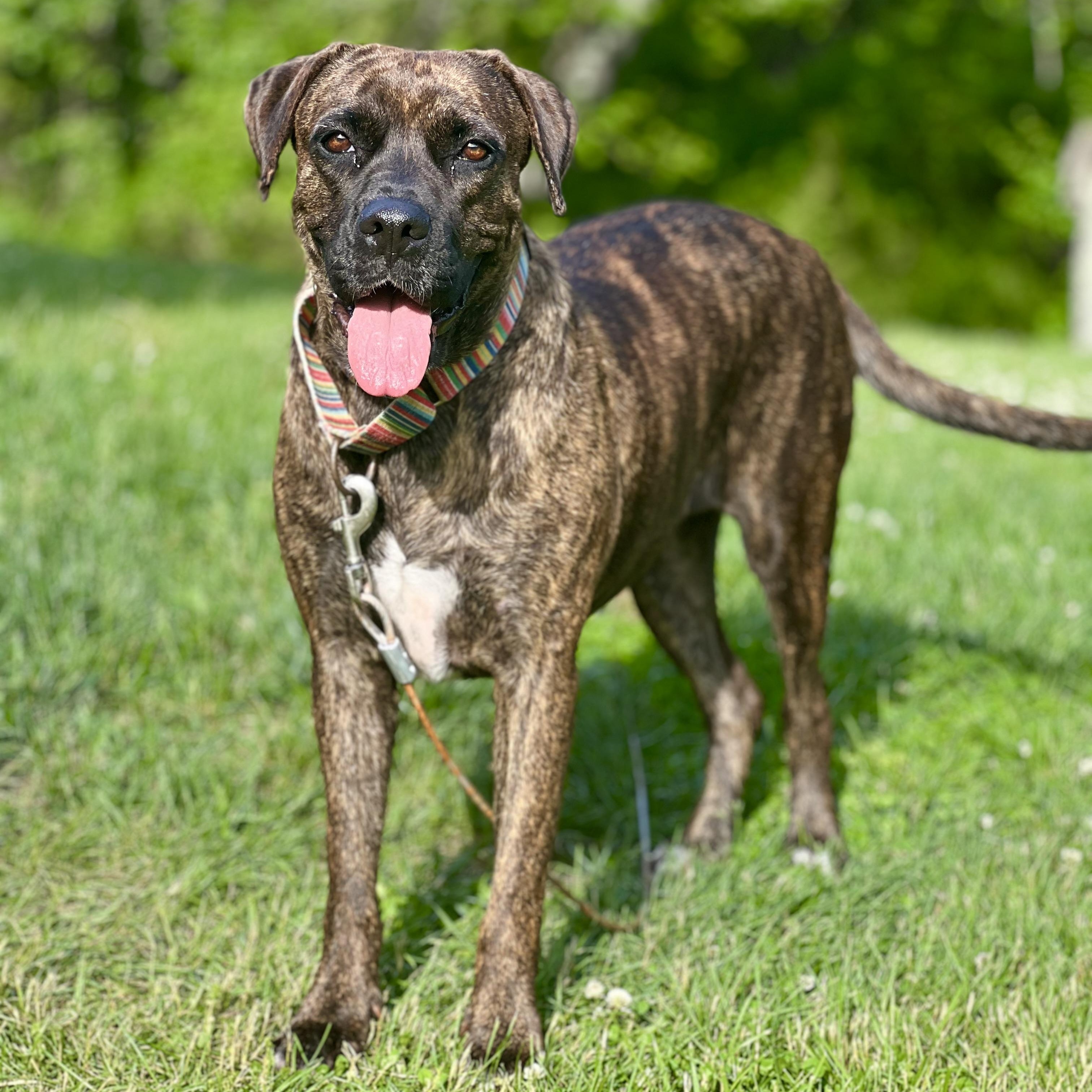 Enlarge Flamingo, a Adoptable mixed breed in Griswold, CT image 1/6