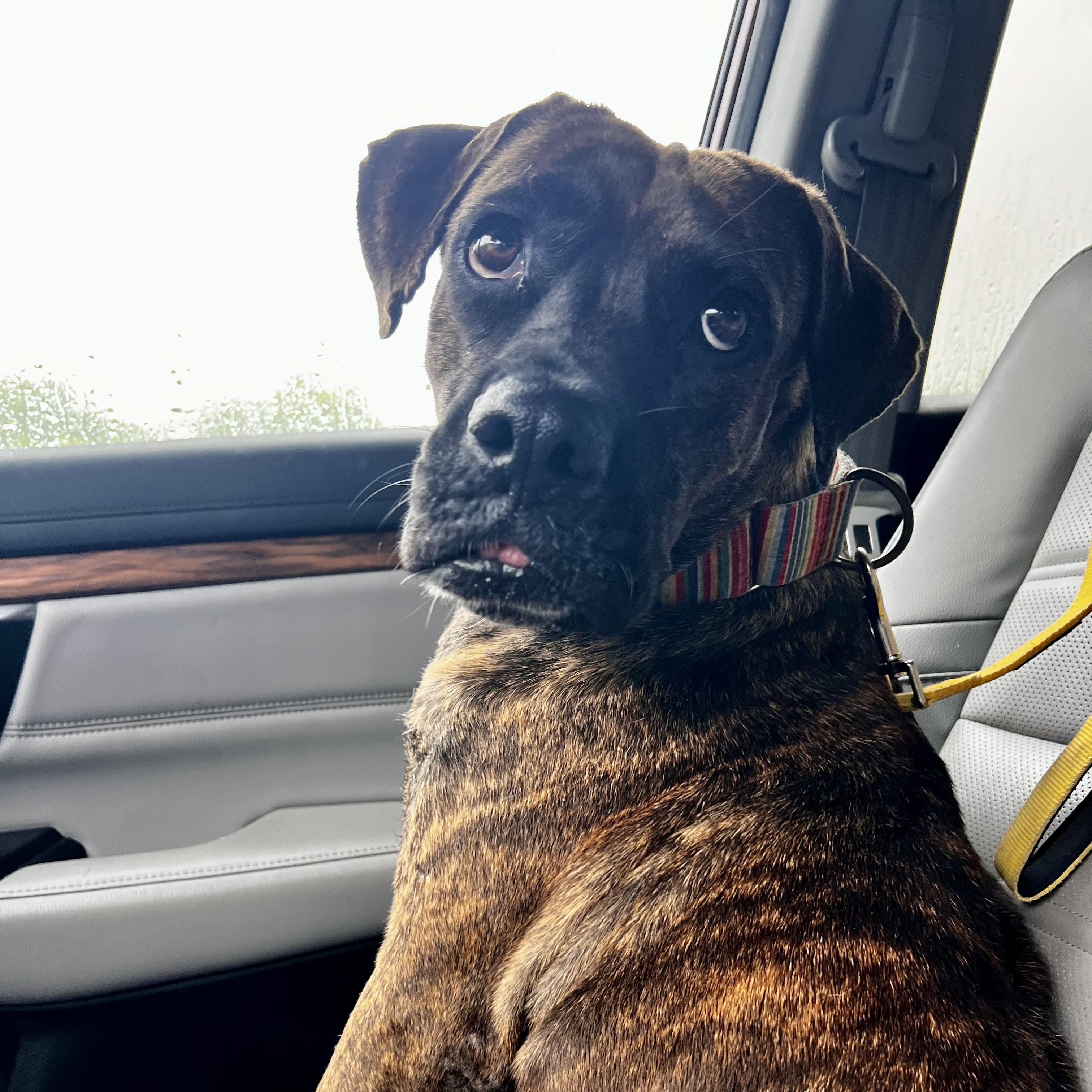 Enlarge Flamingo, a Adoptable mixed breed in Griswold, CT image 2/6