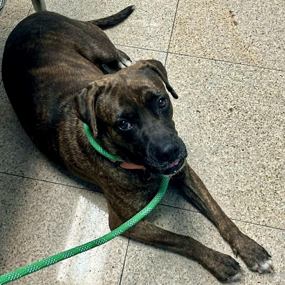Enlarge Flamingo, a Adoptable mixed breed in Griswold, CT image 1/6