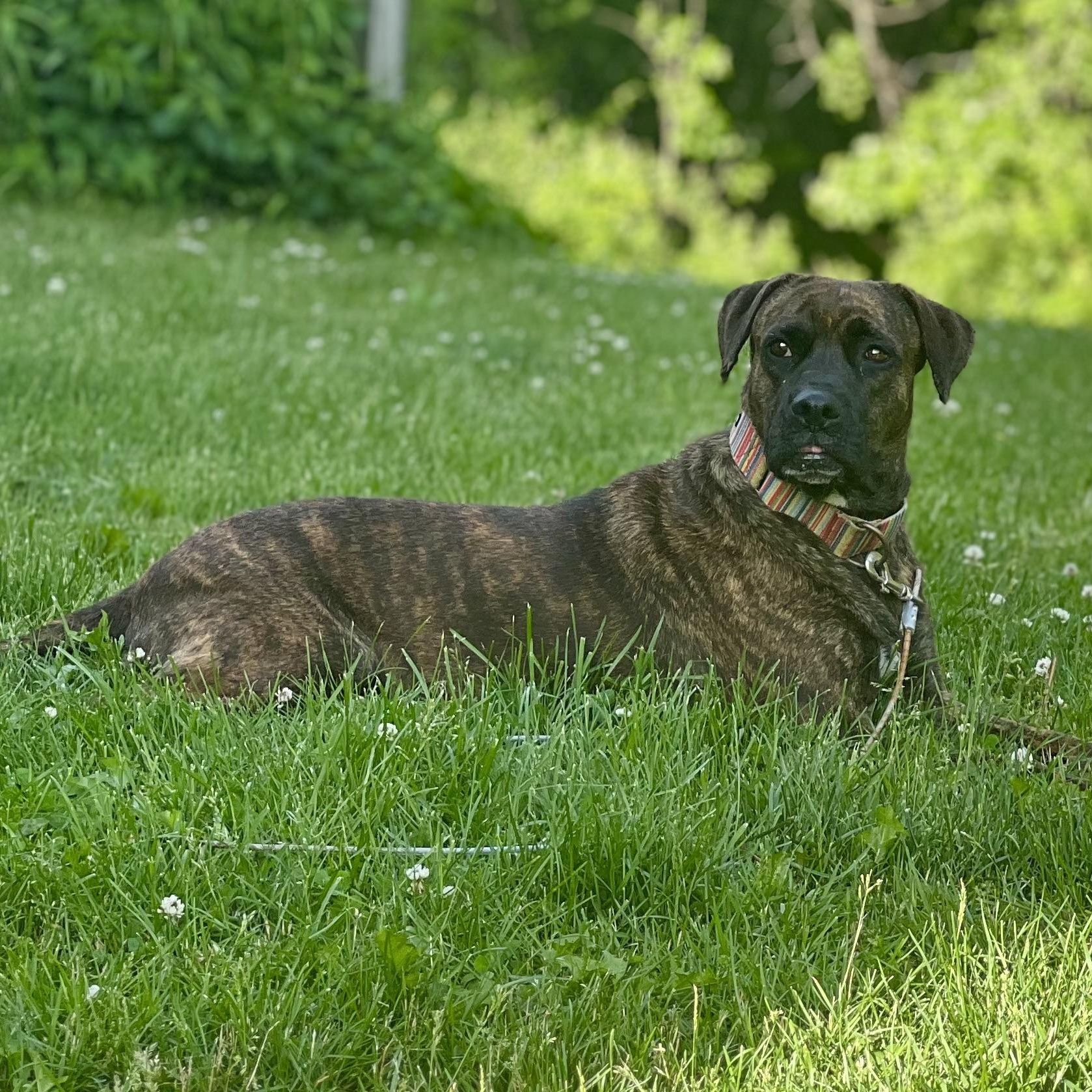 Enlarge Flamingo, a Adoptable mixed breed in Griswold, CT image 6/6