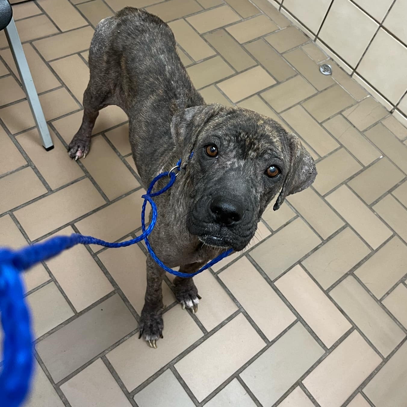 Flamingo, a Adoptable mixed breed in Griswold, CT image 1/5