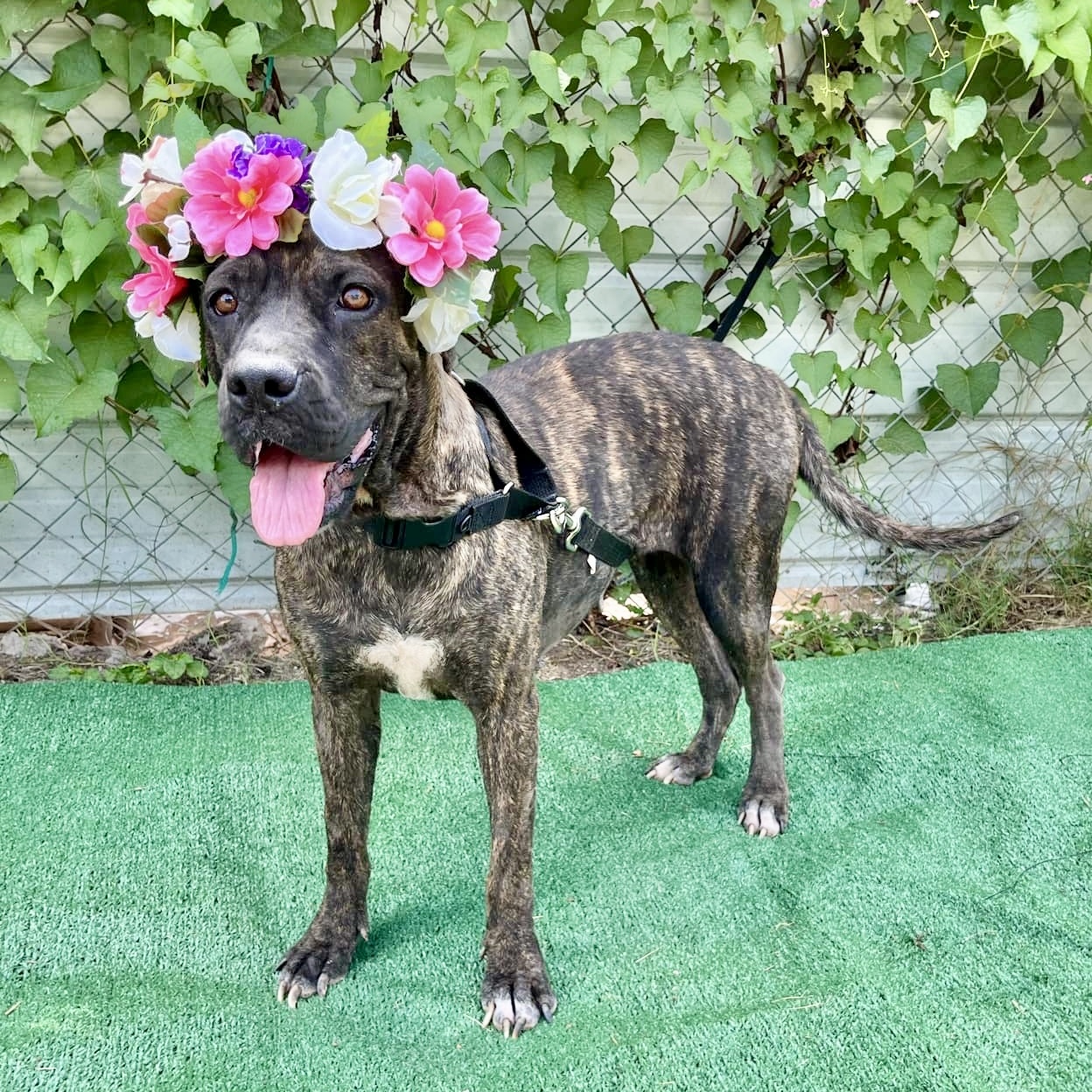 Flamingo, a Adoptable mixed breed in Griswold, CT image 5/5