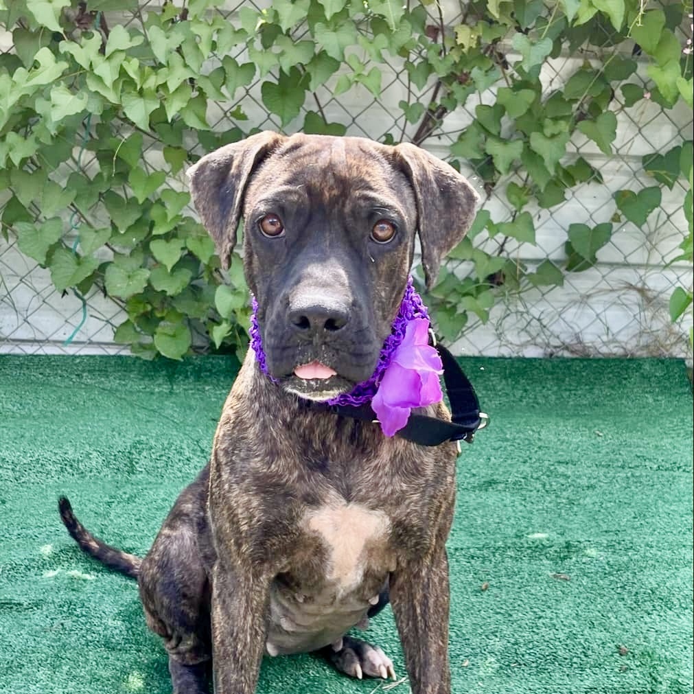 Flamingo, a Adoptable mixed breed in Griswold, CT image 2/5