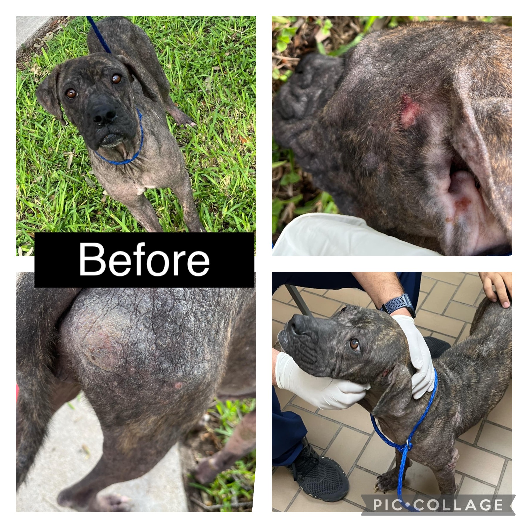 Flamingo, a Adoptable mixed breed in Griswold, CT image 4/5