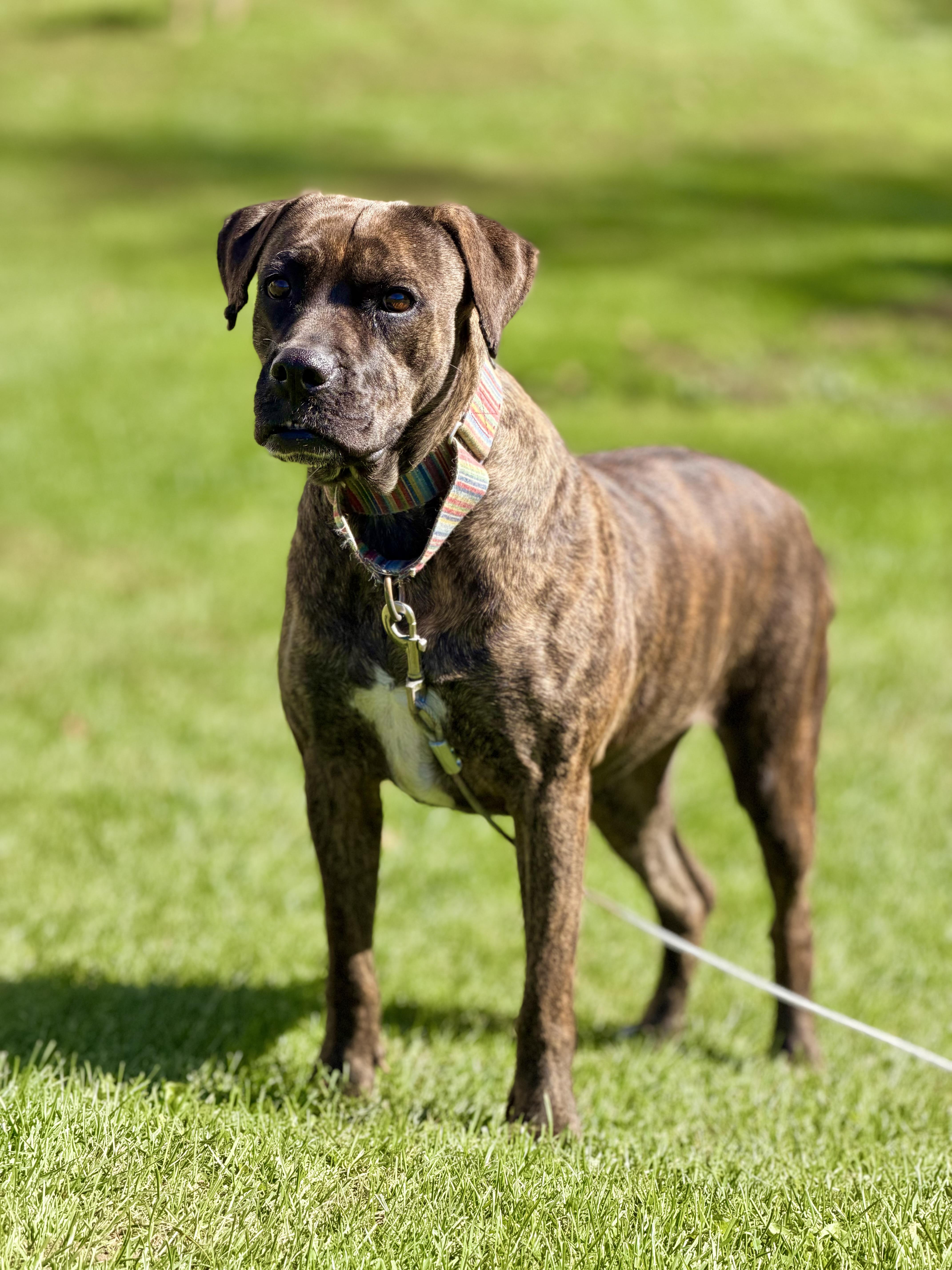 Flamingo, Adoptable, Adult Female Boxer.