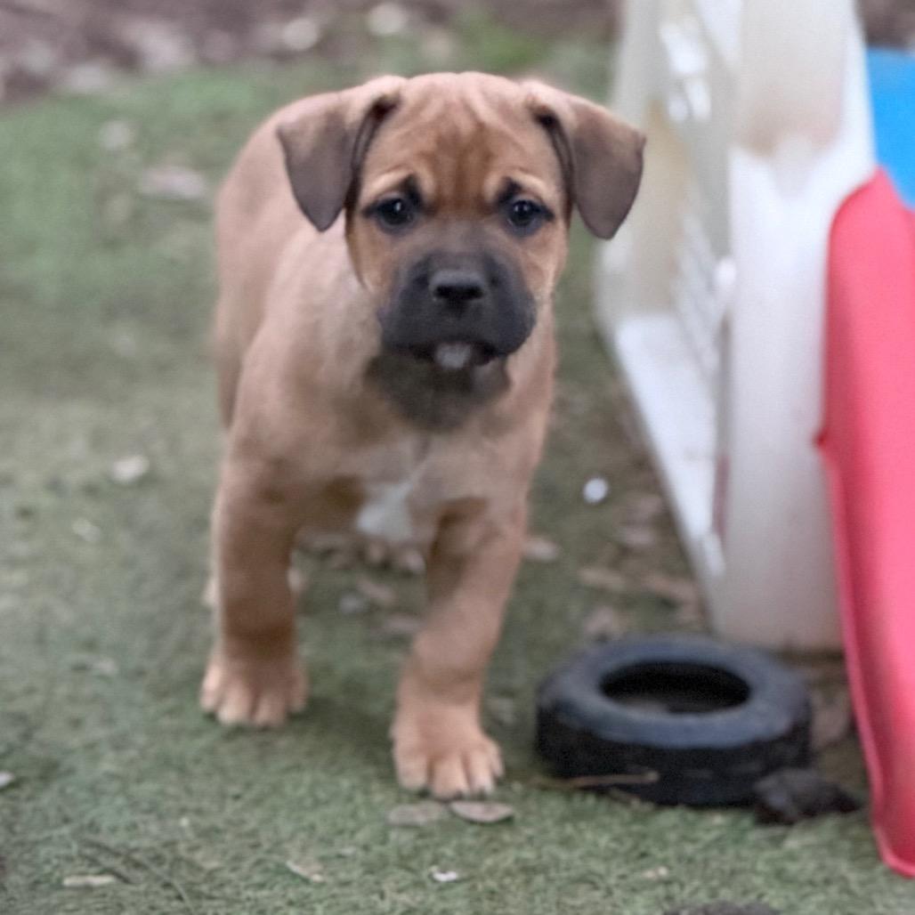 Dakota, Adoptable, Puppy Male French Bulldog & Mixed Breed.