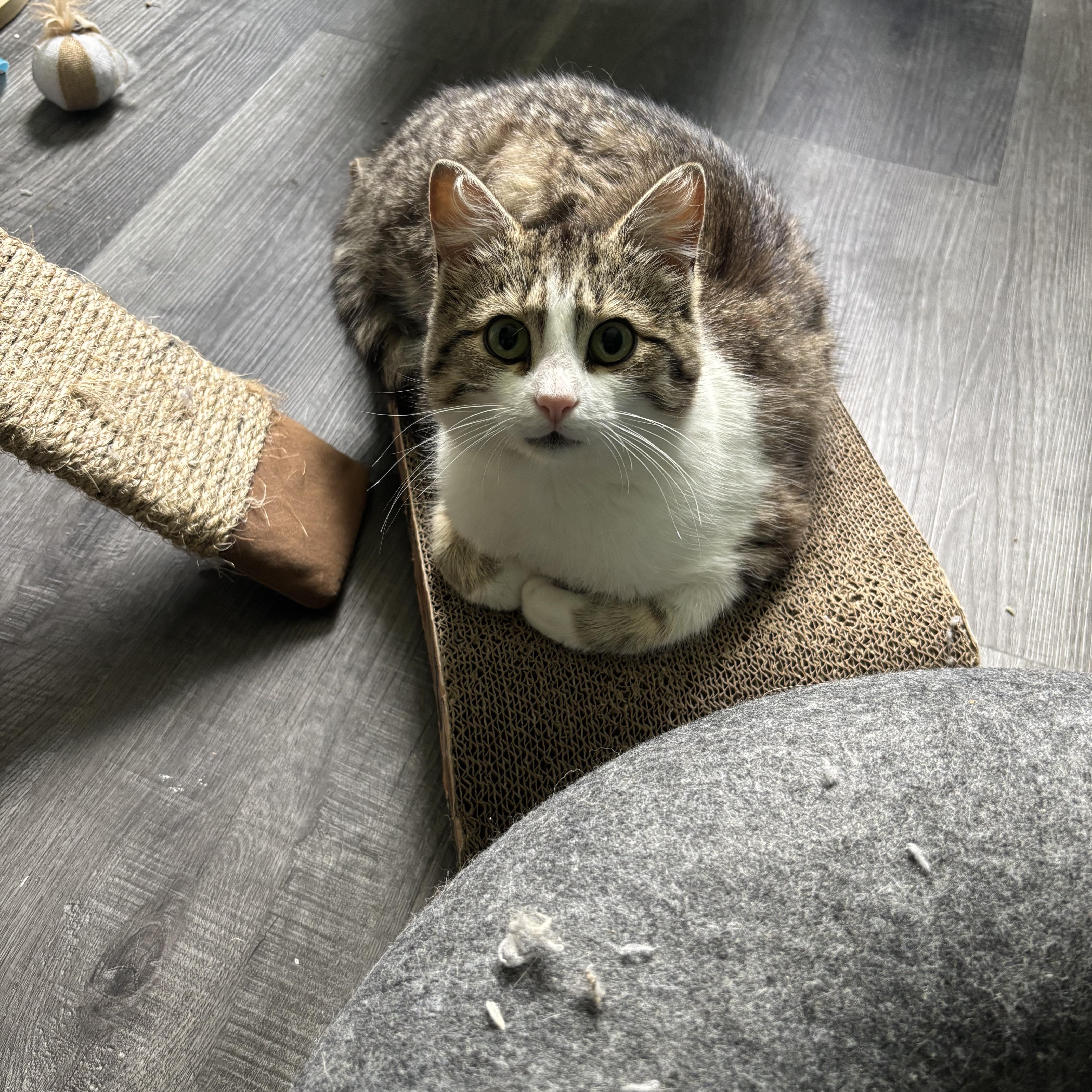Fauna, Young Female unknown