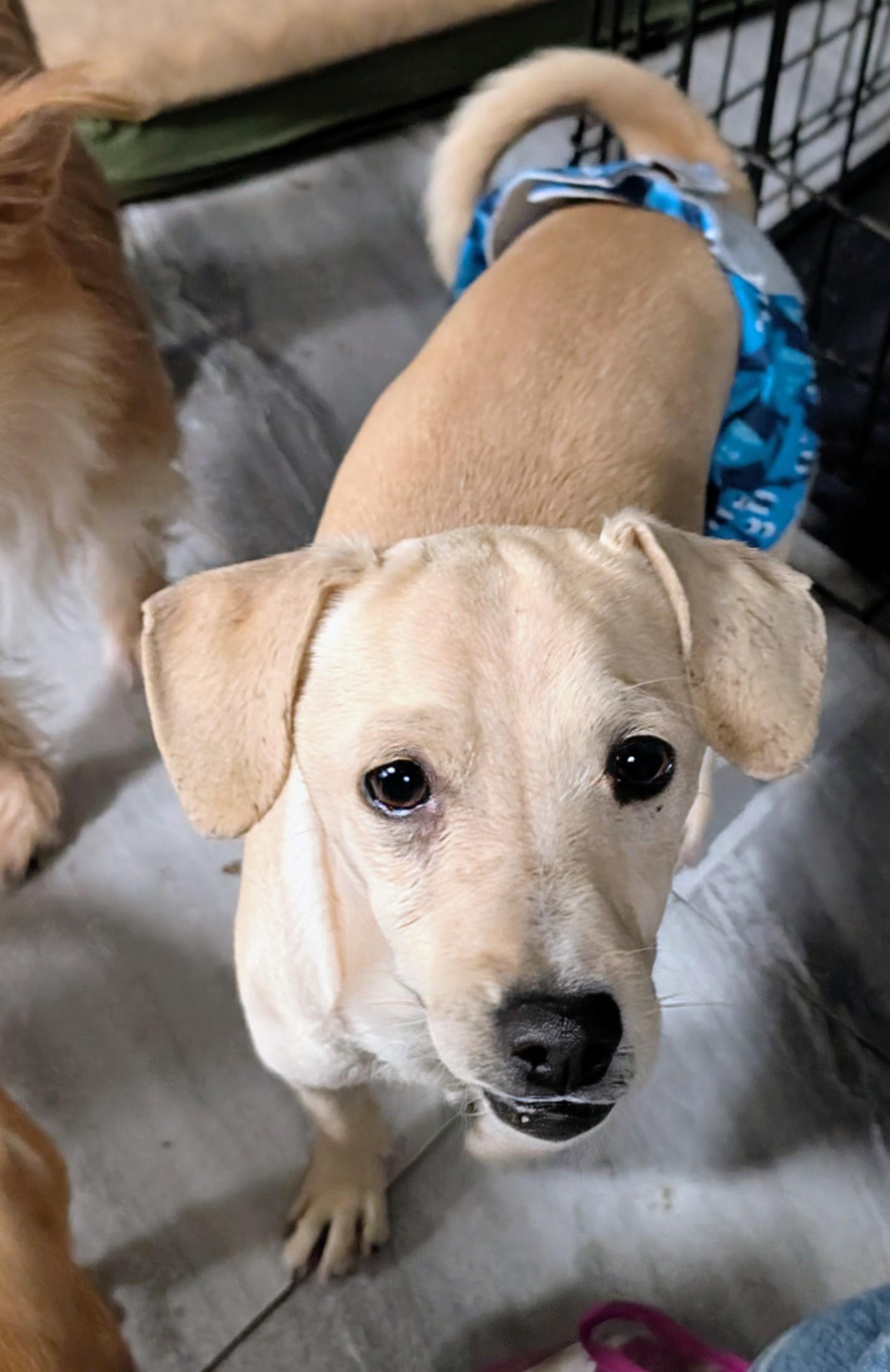 Enlarge Leo, a ADOPTABLE mixed breed in Saint David, AZ image 3/6