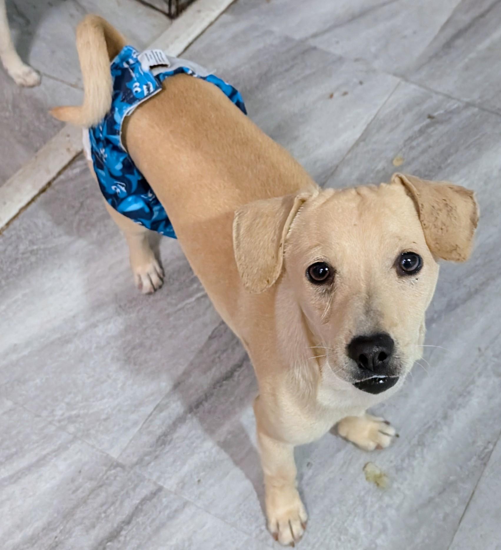 Leo, ADOPTABLE, Adult Male Dachshund & Chihuahua.