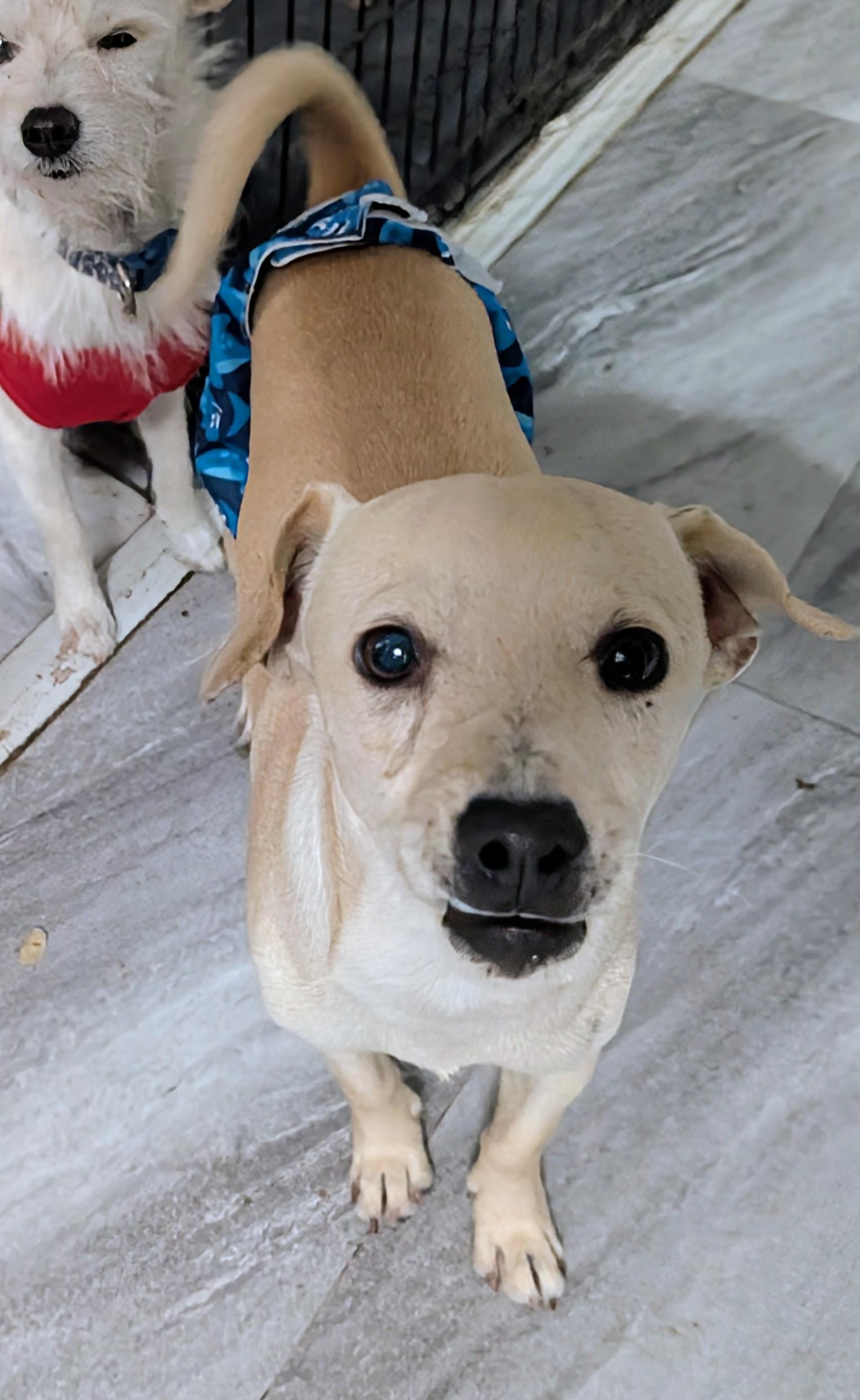 Enlarge Leo, a ADOPTABLE mixed breed in Saint David, AZ image 5/6