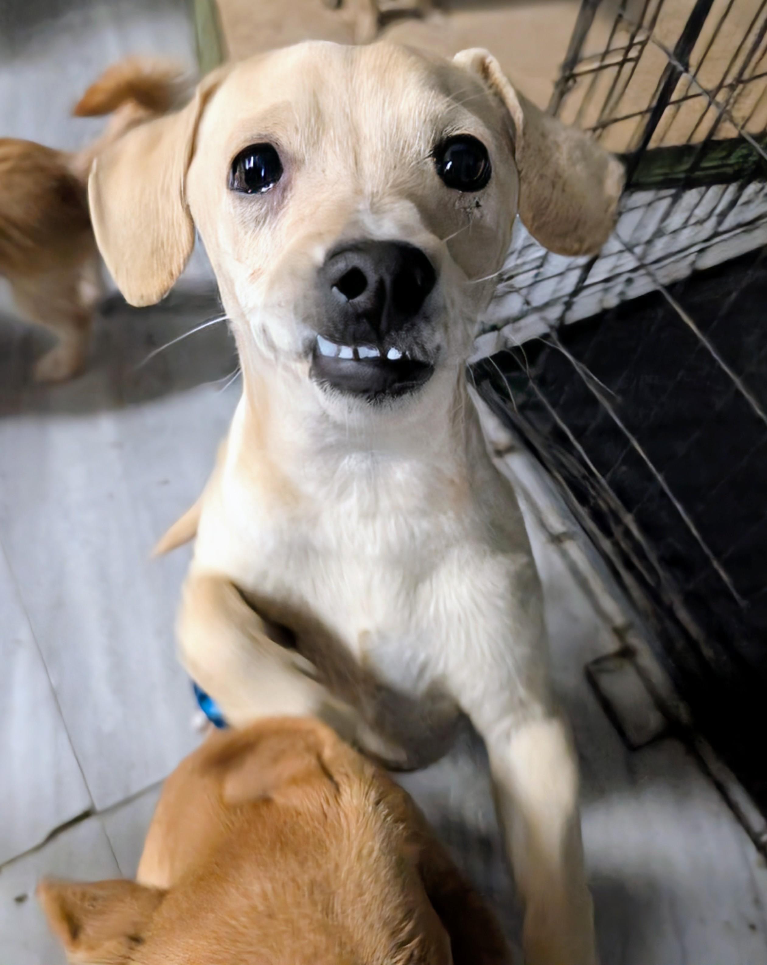 Enlarge Leo, a ADOPTABLE mixed breed in Saint David, AZ image 4/6