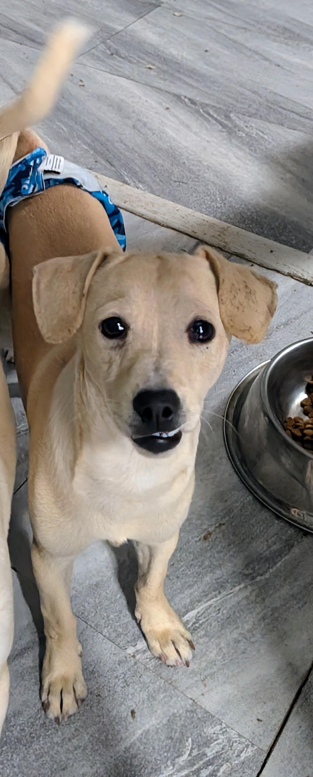 Enlarge Leo, a ADOPTABLE mixed breed in Saint David, AZ image 2/6