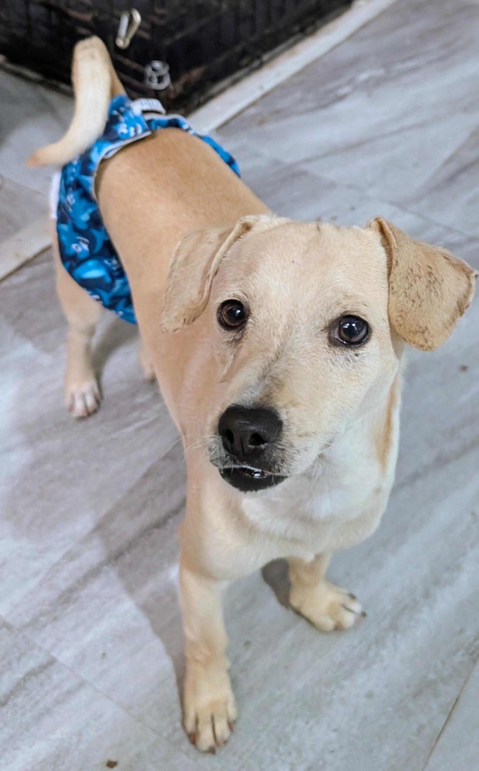 Enlarge Leo, a ADOPTABLE mixed breed in Saint David, AZ image 6/6